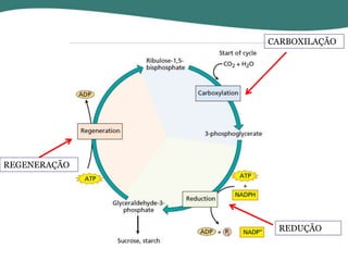 CARBOXILAÇÃO

REGENERAÇÃO

REDUÇÃO

 