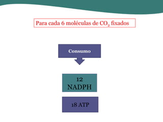 Para cada 6 moléculas de CO2 fixados

Consumo

12
NADPH
18 ATP

 