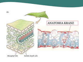 ANATOMIA KRANZ

 