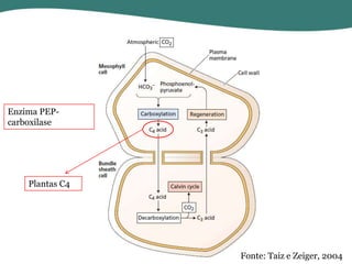 Enzima PEPcarboxilase

Plantas C4

Fonte: Taiz e Zeiger, 2004

 