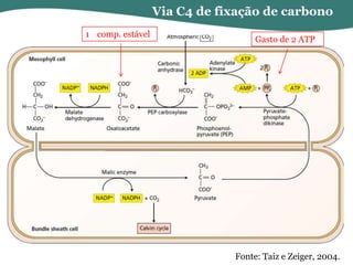 Via C4 de fixação de carbono
1 comp. estável

Gasto de 2 ATP

Fonte: Taiz e Zeiger, 2004.

 