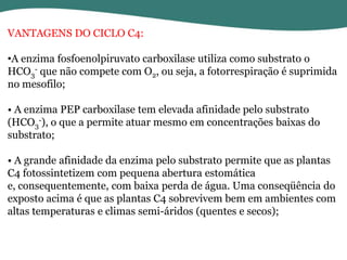 VANTAGENS DO CICLO C4:
•A enzima fosfoenolpiruvato carboxilase utiliza como substrato o
HCO3- que não compete com O2, ou seja, a fotorrespiração é suprimida
no mesofilo;
• A enzima PEP carboxilase tem elevada afinidade pelo substrato
(HCO3-), o que a permite atuar mesmo em concentrações baixas do
substrato;
• A grande afinidade da enzima pelo substrato permite que as plantas
C4 fotossintetizem com pequena abertura estomática
e, consequentemente, com baixa perda de água. Uma conseqüência do
exposto acima é que as plantas C4 sobrevivem bem em ambientes com
altas temperaturas e climas semi-áridos (quentes e secos);

 