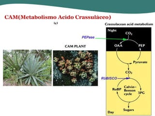 CAM(Metabolismo Ácido Crassuláceo)

 
