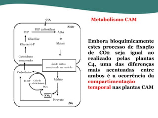 Metabolismo CAM

Embora bioquimicamente
estes processo de fixação
de CO2 seja igual ao
realizado pelas plantas
C4, uma das diferenças
mais acentuadas entre
ambos é a ocorrência da
compartimentação
temporal nas plantas CAM

 