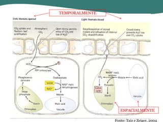 TEMPORALMENTE

ESPACIALMENTE
Fonte: Taiz e Zeiger, 2004

 