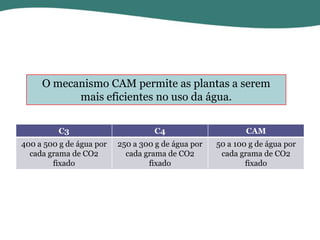 O mecanismo CAM permite as plantas a serem
mais eficientes no uso da água.
C3

C4

CAM

400 a 500 g de água por
cada grama de CO2
fixado

250 a 300 g de água por
cada grama de CO2
fixado

50 a 100 g de água por
cada grama de CO2
fixado

 