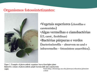 Organismos fotossintetizantes:

•Vegetais superiores (clorofilas e
carotenóides)
•Algas vermelhas e cianobactérias
(Cl, carot., ficobilinas)
•Bactérias púrpuras e verdes
(bacterioclorofila – absorvem no azul e
infravermelho – fotossíntese anaeróbica).

Fonte:http://bioenergy.asu.edu/photosyn/education/photointr
o.html

 