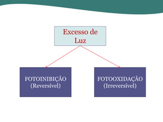 Excesso de
Luz

FOTOINIBIÇÃO
(Reversível)

FOTOOXIDAÇÃO
(Irreversível)

 
