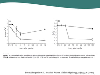 Fonte: Mengarda et al., Brazilian Journal of Plant Physiology, 21(1), 55-64, 2009

 