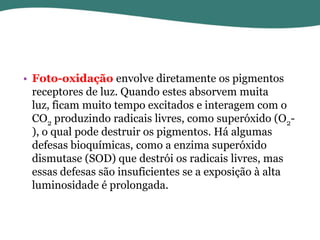 • Foto-oxidação envolve diretamente os pigmentos
receptores de luz. Quando estes absorvem muita
luz, ficam muito tempo excitados e interagem com o
CO2 produzindo radicais livres, como superóxido (O2), o qual pode destruir os pigmentos. Há algumas
defesas bioquímicas, como a enzima superóxido
dismutase (SOD) que destrói os radicais livres, mas
essas defesas são insuficientes se a exposição à alta
luminosidade é prolongada.

 