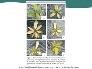 Fonte: Magalhães et al., Pesq. agropec. bras., v.44, n.7, p.687-694, jul. 2009

 