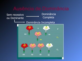 Ausência de Dominância Sem recessivo ou Dominante Dominância Completa Dominância Incompleta 