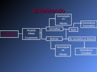 Sintetizando Mirabilis Jalapa Cruzamento Ausência de dominância Vermelhas Brancas Rosa Homozigota VV Híbrido Homozigota aa Híbrido Dominância Completa Se vermelha ou Branca Dominância Incompleta 