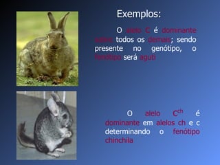 O  alelo  c  é  dominante   sobre  todos os  demais ; sendo presente no   genótipo, o  fenótipo  será  aguti O  alelo  c ch  é  dominante  em  alelos ch  e c determinando o  fenótipo   chinchila Exemplos:  