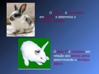O  alelo  c a   é  recessivo  em relação aos  outros alelos  determinando o  fenótipo albino O  alelo  c h  é  dominante  em  alelo c  e determina o  fenótipo himalaio 