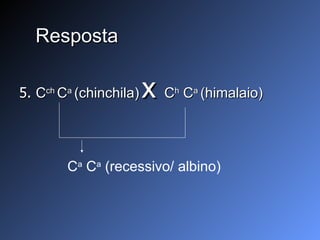 Resposta 5.  C ch  C a  (chinchila)   x  C h  C a  (himalaio) C a  C a  (recessivo/ albino) 