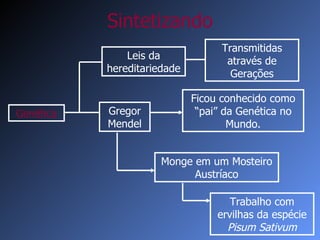 Sintetizando Genética Monge em um Mosteiro Austríaco Trabalho com ervilhas   da espécie  Pisum Sativum Ficou conhecido como “pai” da Genética no Mundo. Leis da hereditariedade Transmitidas através de Gerações Gregor Mendel 