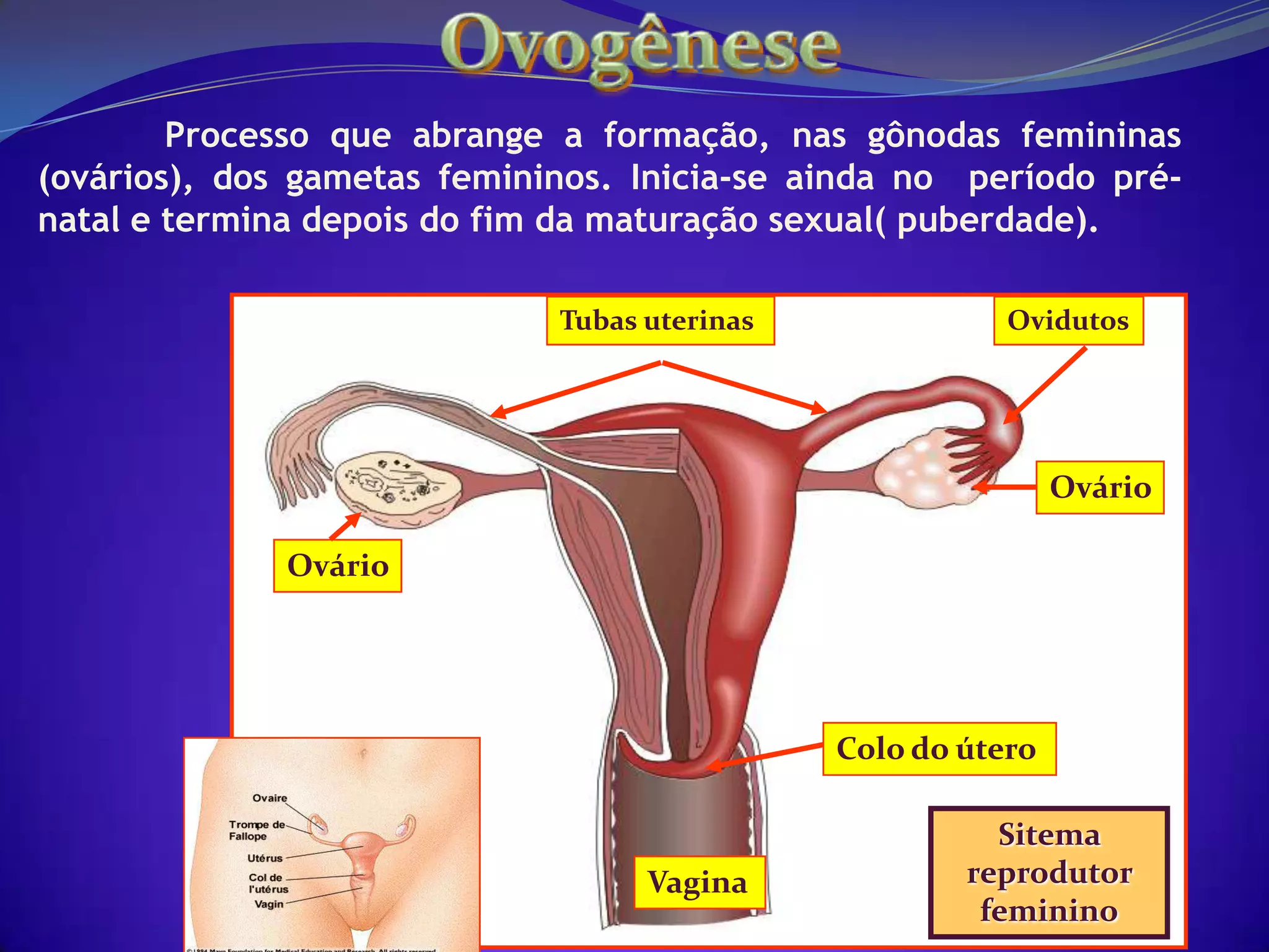 Estrutura do espermatozóides