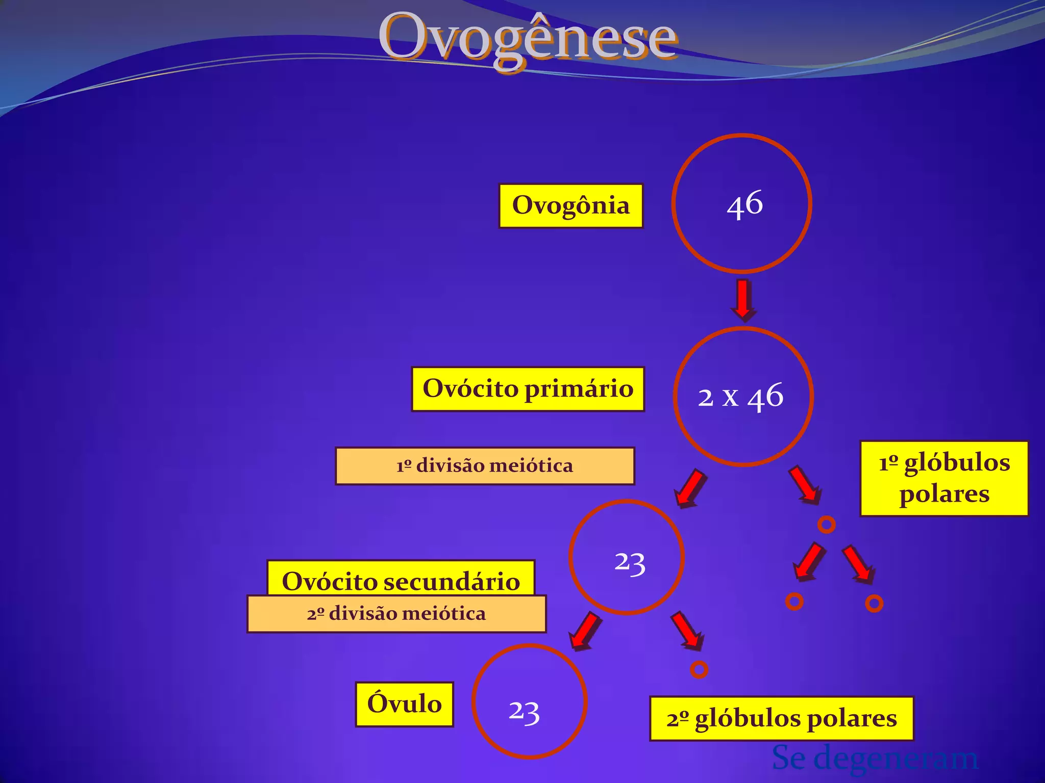 Fase de crescimento – crescimento das espermatogônias; no final dessa fase tem-se os espermatócitos primários;