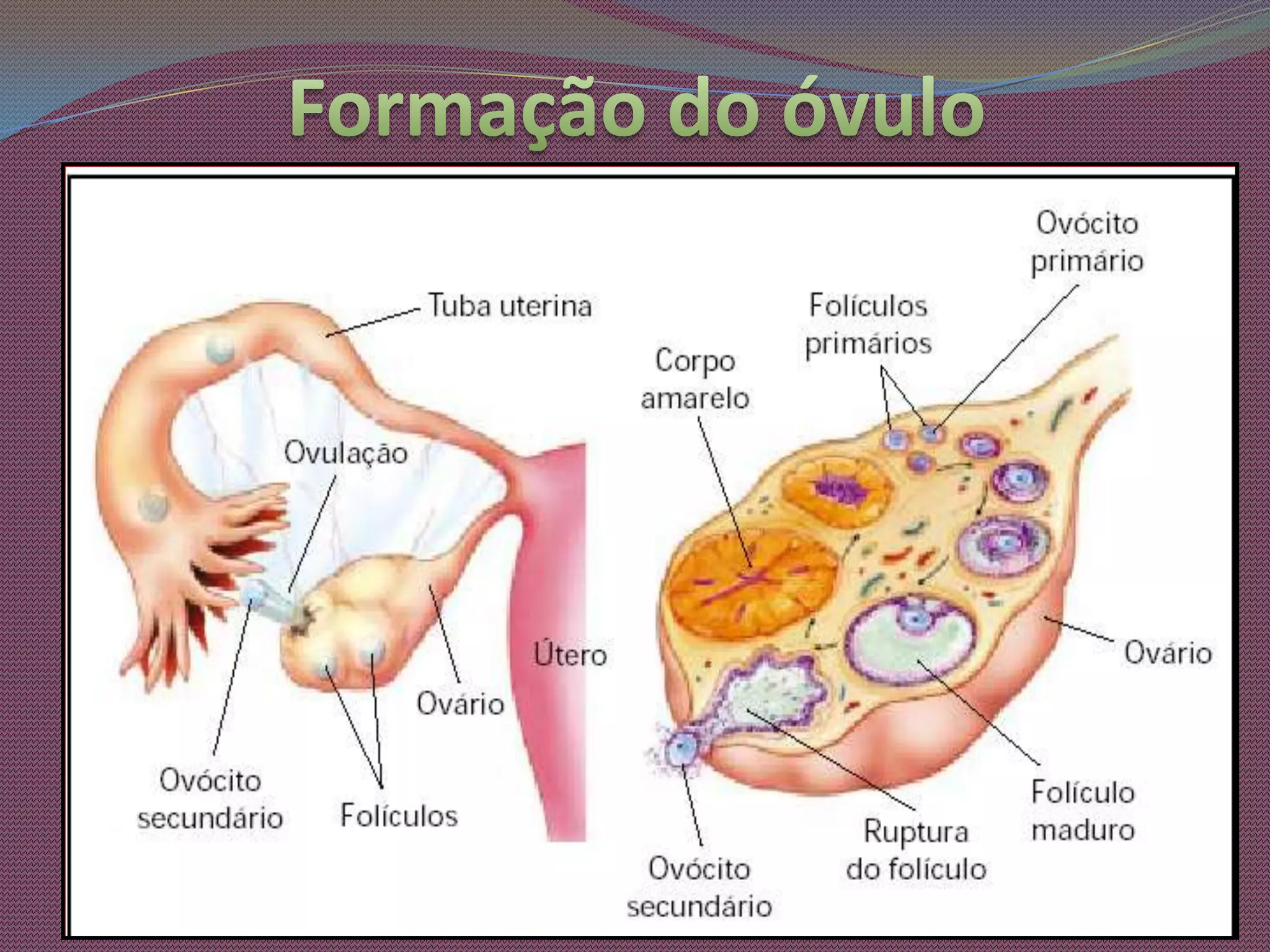 Fase de maturação – conjunto de processos envolvidos desde o início da meiose no espermatócito primário até a formação dos espermatozóides.OvogêneseOvidutosOvárioLigamento dos ováriosOvárioÚteroColo do útero	Processo que abrange a formação, nas gônodas femininas (ovários), dos gametas femininos. Inicia-se ainda no  período pré-natal e termina depois do fim da maturação sexual( puberdade).Tubas uterinasSitema reprodutor femininoVagina