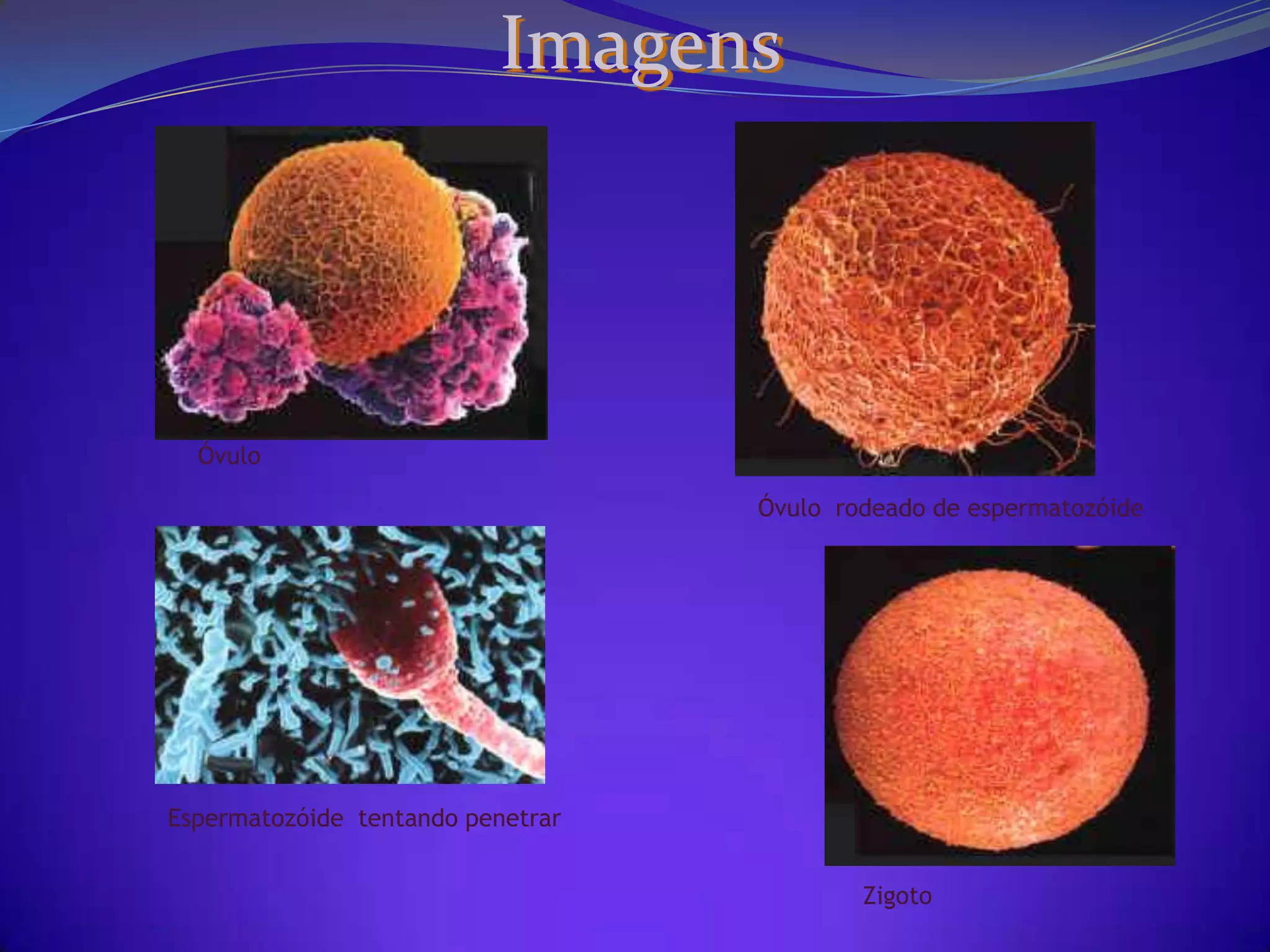 OvogêneseOvócito primárioCélulas folicularesNo momento em que é formado o ovócito primário a partir da ovogônia, ele é envolvido por uma camada de células foliculares, que tem forma achatada. As células foliculares, são,as responsáveis por eliminar o ovócito, que ocorre mais ou menos na metade do ciclo ovariano.
