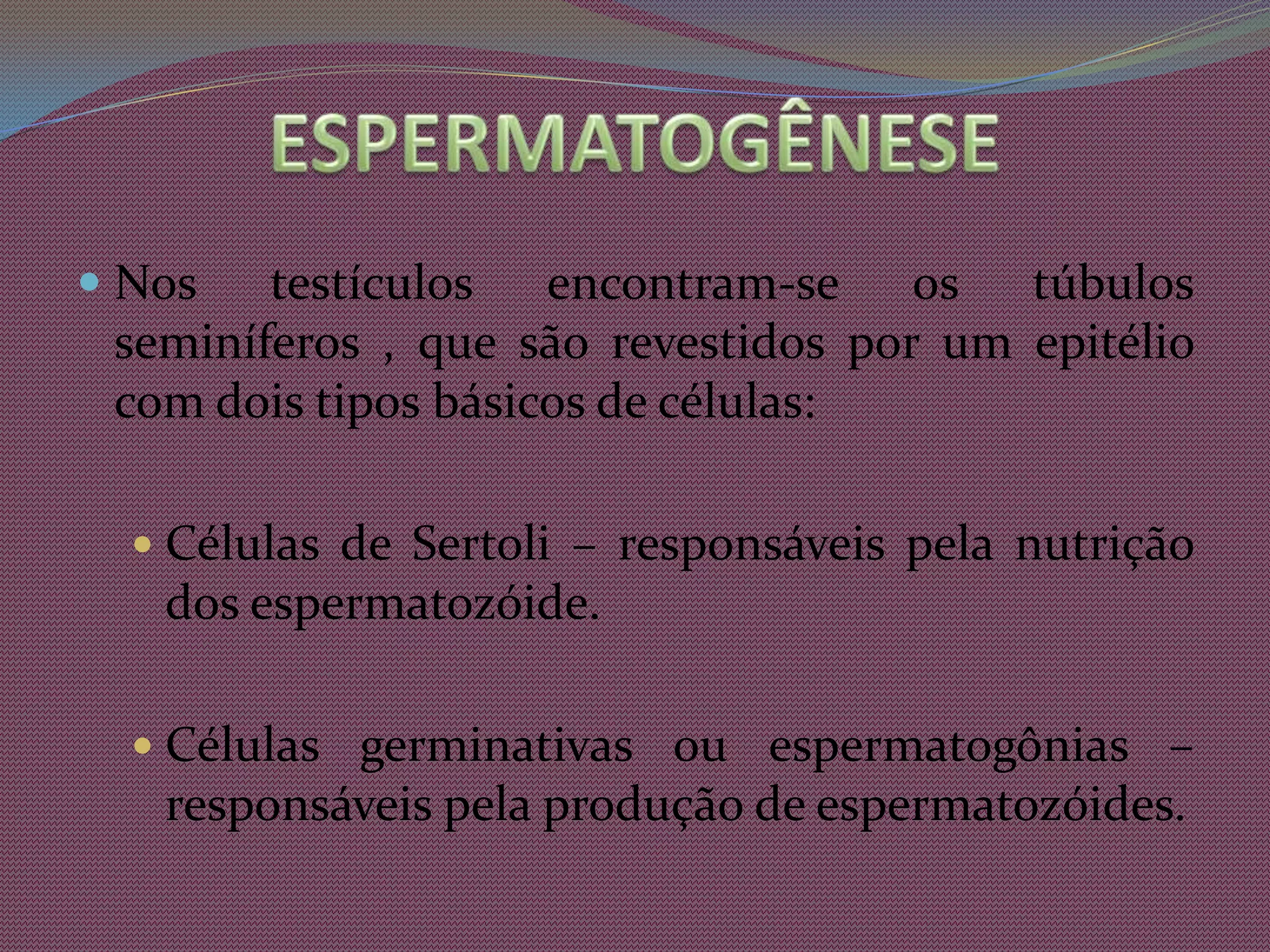 ESPERMATOGÊNESE Nos testículos encontram-se os túbulos seminíferos , que são revestidos por um epitélio com dois tipos básicos de células:Células de Sertoli – responsáveis pela nutrição dos espermatozóide.Células germinativas ou espermatogônias – responsáveis pela produção de espermatozóides.
