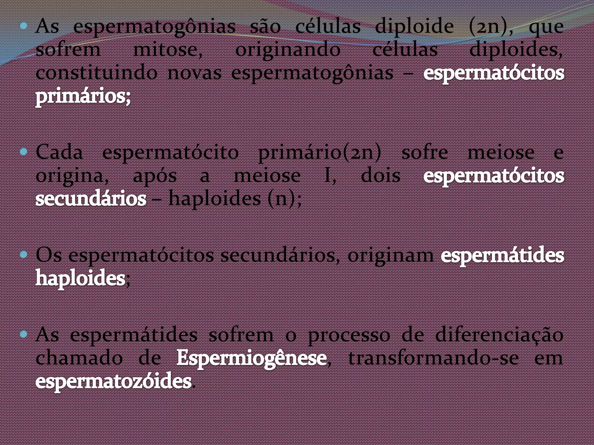 As espermatogônias são células diploide (2n), que sofrem mitose, originando células diploides, constituindo novas espermatogônias – espermatócitos primários;