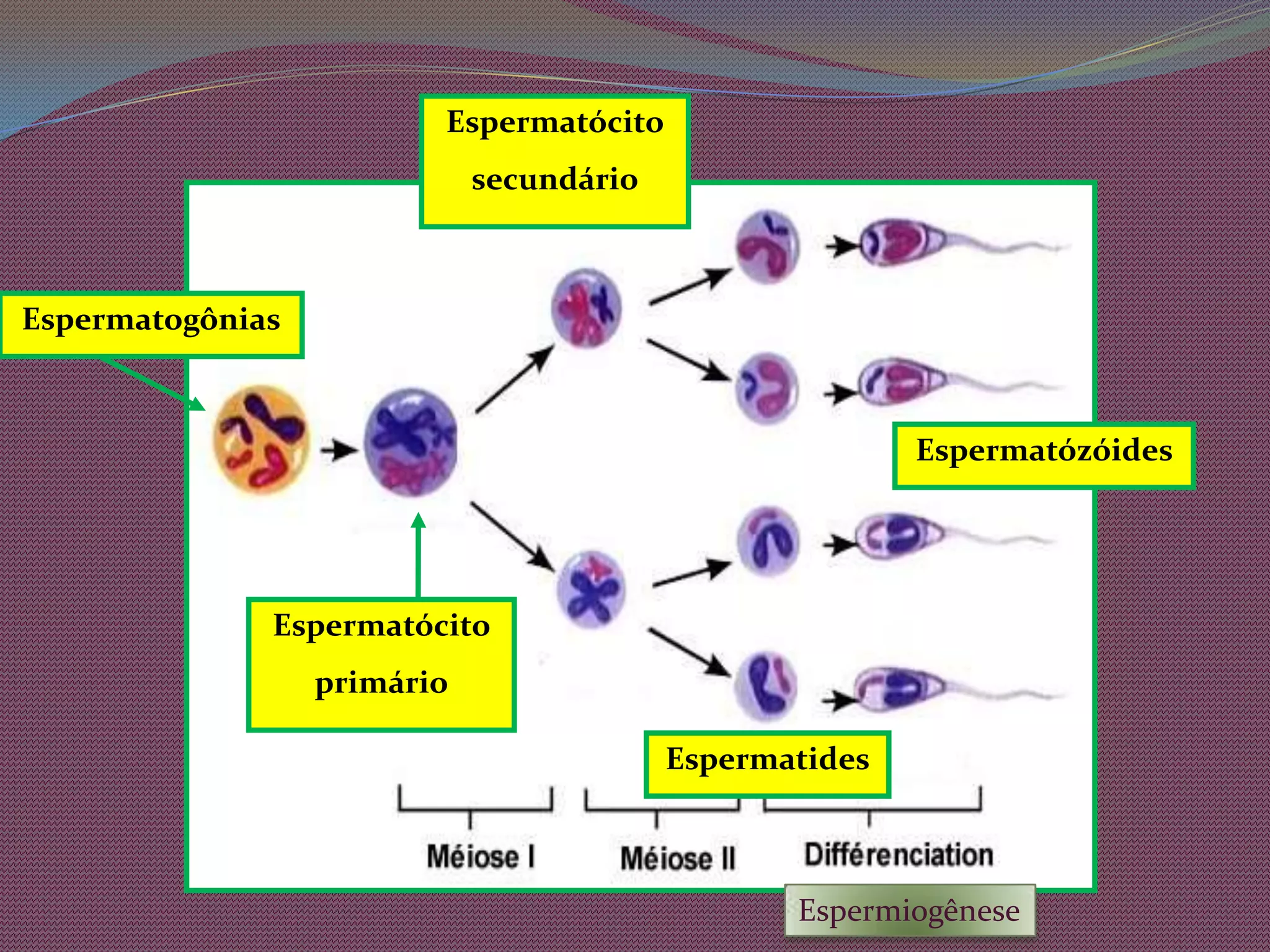 Cada espermatócito primário(2n) sofre meiose e origina, após a meiose I, dois espermatócitos secundários – haploides (n);