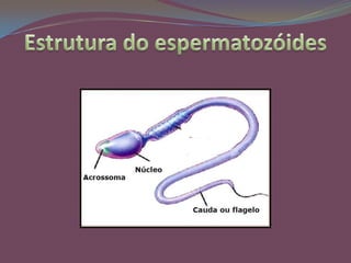 Os espermatócitos secundários, originam espermátideshaploides; 