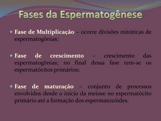 As espermátides sofrem o processo de diferenciação chamado de Espermiogênese, transformando-se em espermatozóides.EspermatogôniasEspermatócitoprimárioEspermatócitosecundárioEspermatózóidesEspermatidesEspermiogênese