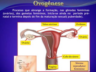 Estrutura do espermatozóides