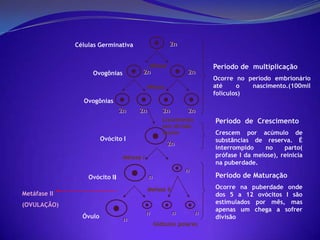 Fases da EspermatogêneseFase de Multiplicação – ocorre divisões mitóticas de espermatogônias;