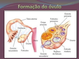 Fase de maturação – conjunto de processos envolvidos desde o início da meiose no espermatócito primário até a formação dos espermatozóides.OvogêneseOvidutosOvárioLigamento dos ováriosOvárioÚteroColo do útero	Processo que abrange a formação, nas gônodas femininas (ovários), dos gametas femininos. Inicia-se ainda no  período pré-natal e termina depois do fim da maturação sexual( puberdade).Tubas uterinasSitema reprodutor femininoVagina