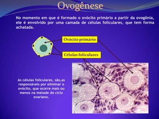 Metáfase II(OVULAÇÃO)2nCélulas GerminativaMitosePeríodo de  multiplicaçãoOcorre no período embrionário até o nascimento.(100mil folículos)2n2nOvogôniasMitoseOvogônias2n2n2n2nCrescimento sem divisão celularPeríodo  de  CrescimentoCrescem por acúmulo de substâncias de reserva. É interrompido no parto( prófase I da meiose), reinicia na puberdade.Ovócito I2nMeiose InPeríodo de MaturaçãoOcorre na puberdade onde dos 5 a 12 ovócitos I são estimulados por mês, mas  apenas um chega a sofrer divisãonOvócito IIMeiose IInnnÓvulonGlóbulos polares