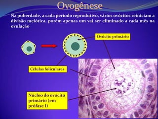 Ovogênese46OvogôniaOvócito primário2 x 461º glóbulos polares1º divisão meióticaOvócito secundário232º divisão meiótica23Óvulo2º glóbulos polaresSe degeneram