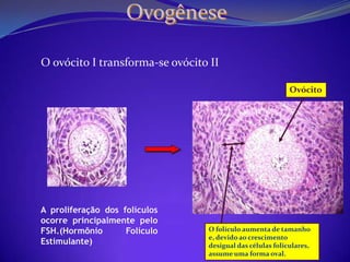 Formação do óvulo