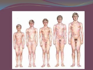 HORMÔNIOS SEXUAIS – produzidos nas gônadasHormônios Sexuais Femininos: Estrógeno e Progesterona – produzidos no ovárioEstrógeno - Determina o aparecimento das características sexuais  secundárias da mulher,  induz o amadurecimento dos órgãos genitais e promove o impulso sexual.Progesterona – atua na preparação da parede uterina para receber o embrião.