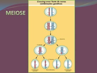 MEIOSE