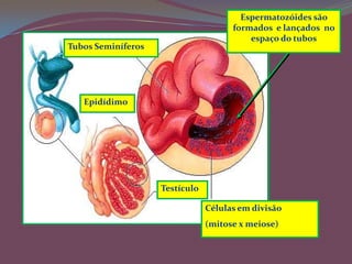 Espermatozóides são formados  e lançados  no espaço do tubosTubos SeminíferosEpidídimoTestículoCélulas em divisão(mitose x meiose)