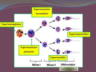 Cada espermatócito primário(2n) sofre meiose e origina, após a meiose I, dois espermatócitos secundários – haploides (n);