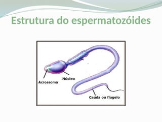 Estrutura do espermatozóides
 