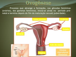 Ovogênese
Processo que abrange a formação, nas gônodas femininas
(ovários), dos gametas femininos. Inicia-se ainda no período pré-
natal e termina depois do fim da maturação sexual( puberdade).
Ligamento dos ovários
Útero
Tubas uterinas Ovidutos
Ovário
Ovário
Colo do útero
Vagina
Sitema
reprodutor
feminino
 