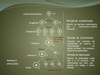 Período de multiplicação
Ocorre no período embrionário
até o nascimento.(100mil
folículos)
Período de Crescimento
Crescem por acúmulo de
substâncias de reserva. É
interrompido no
parto( prófase I da meiose),
reinicia na puberdade.
Período de Maturação
Ocorre na puberdade onde
dos 5 a 12 ovócitos I são
estimulados por mês, mas
apenas um chega a sofrer
divisão
Células Germinativa
Ovogônias
Ovogônias
Ovócito I
Ovócito II
Óvulo
2n
2n
2n
Mitose
Mitose
2n 2n 2n 2n
2n
Meiose I
Meiose II
n
n
n
n n n
Glóbulos polares
Crescimento
sem divisão
celular
Metáfase II
(OVULAÇÃO)
 