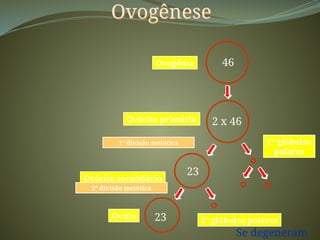 Ovogênese
46
Ovogônia
Ovócito secundário
1º glóbulos
polares
23
Óvulo
2º glóbulos polares
Ovócito primário 2 x 46
23
Se degeneram
1º divisão meiótica
2º divisão meiótica
 