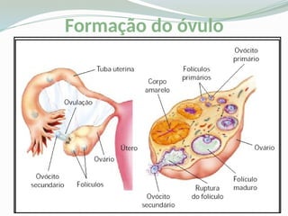 Formação do óvulo
 