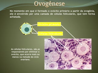 Ovogênese
No momento em que é formado o ovócito primário a partir da ovogônia,
ele é envolvido por uma camada de células foliculares, que tem forma
achatada.
Células foliculares
Ovócito primário
As células foliculares, são,as
responsáveis por eliminar o
ovócito, que ocorre mais ou
menos na metade do ciclo
ovariano.
 