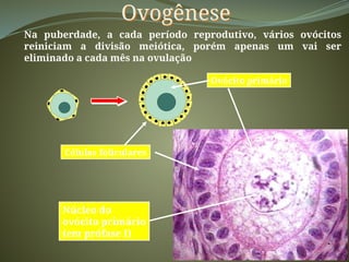 Ovogênese
Na puberdade, a cada período reprodutivo, vários ovócitos
reiniciam a divisão meiótica, porém apenas um vai ser
eliminado a cada mês na ovulação
Ovócito primário
Células foliculares
Núcleo do
ovócito primário
(em prófase I)
 