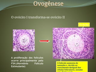 Ovogênese
O ovócito I transforma-se ovócito II
O folículo aumenta de
tamanho e, devido ao
crescimento desigual das
células foliculares, assume
Ovócito
A proliferação dos folículos
ocorre principalmente pelo
FSH.(Hormônio Folículo
Estimulante)
 