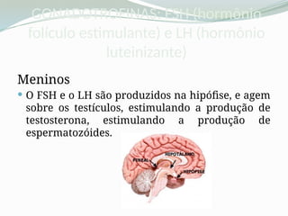 GONADOTROFINAS: FSH (hormônio
folículo estimulante) e LH (hormônio
luteinizante)
Meninos
 O FSH e o LH são produzidos na hipófise, e agem
sobre os testículos, estimulando a produção de
testosterona, estimulando a produção de
espermatozóides.
 