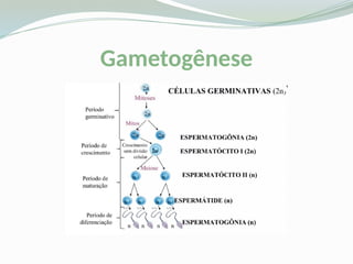 Gametogênese
 